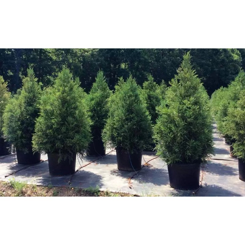 Tree 2 Cryptomeria Yoshino Japanese Cedar Trees - 6-12" Tall
