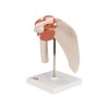 3B Scientific A80 Functional Shoulder Joint - 3B Smart Anatomy