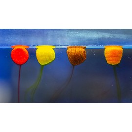 Haldorado Tornado Smoking or Bleeding Pellet Boilie Bait, Wafters for Carp Fishing, Special Shape, 100% Biodegradable,12 mm wide and 11 mm long, Sweet Strawberry