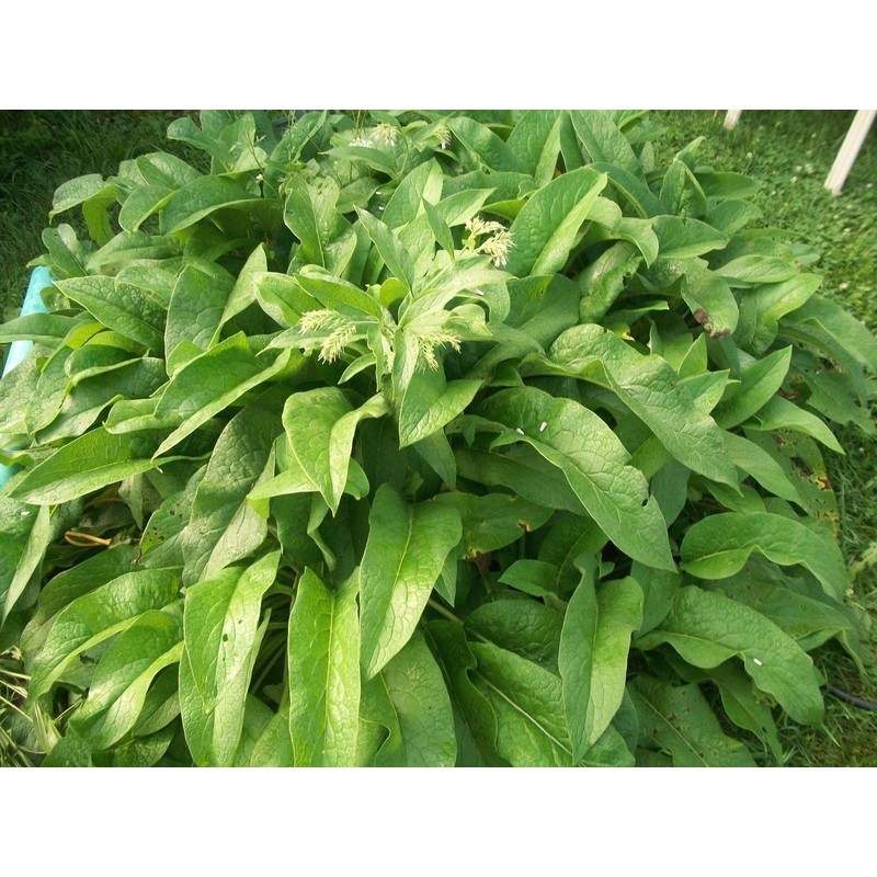 1 DOZEN (12) ORGANIC RUSSIAN COMFREY fresh root cuttings for