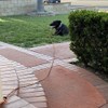 BTINESFUL Dog Tie Out, Check Cord Long Tether Rope Leash,
