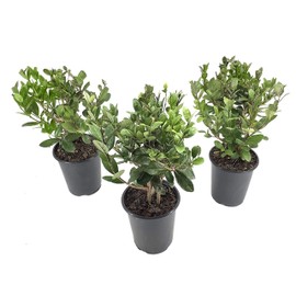 Pineapple Guava Plant - 3 Live 4 Inch Plants - Feijoa Sellowiana - Edible Flowers and Fruit