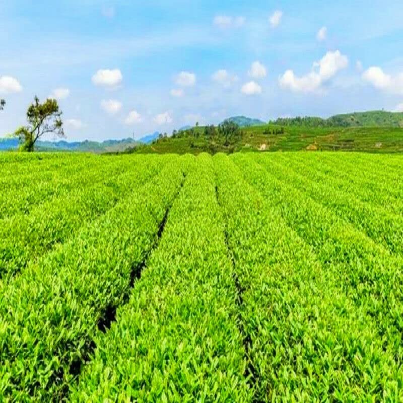 Chinese Premium Longjing Tea Spring Long Jing Green Tea Genuine