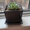 Square Plant Saucer 4 Inch 2 Pack，Plant Trays for Pots,