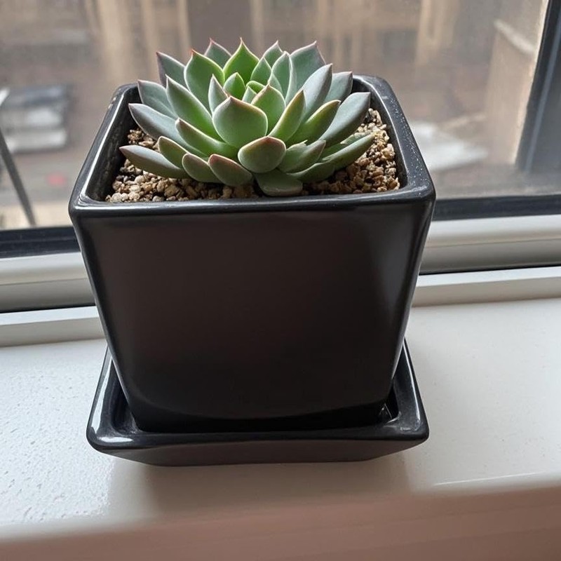 Square Plant Saucer 4 Inch 2 Pack，Plant Trays for Pots,