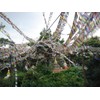 Guru-Shop Tibetan Prayer Flags in Various Lengths 25 Pennants /