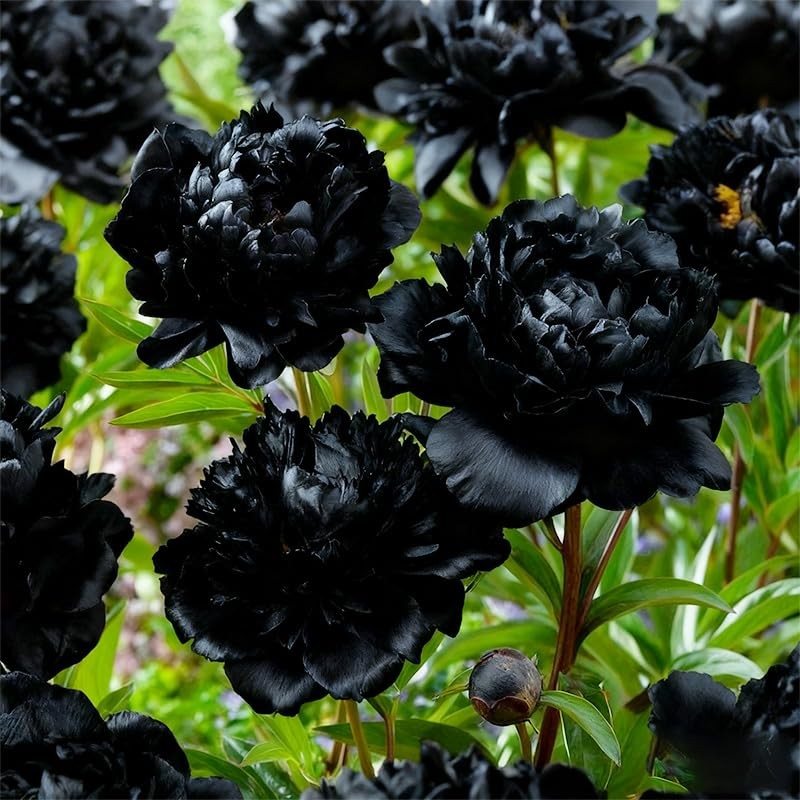 100+ Mixed Colorful Peony Flower Seeds for Planting- Peony Flower