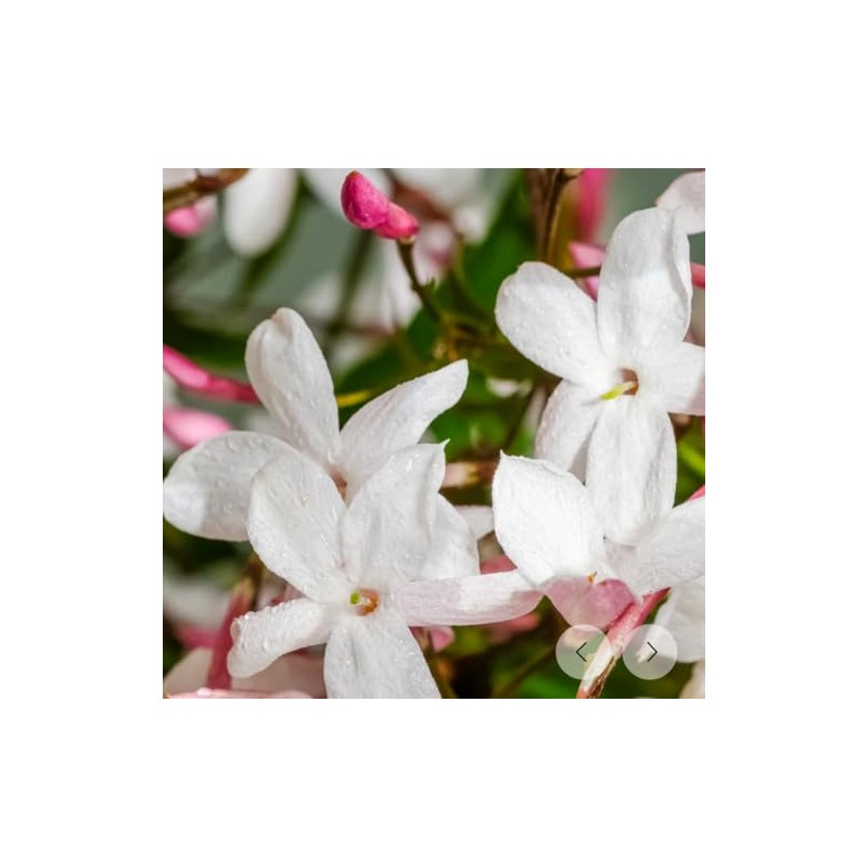 Aromatique, Scented Decorative Potpourri Bag of Fragrant Bowl Filler for