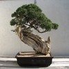 Bonsai Tree | Rocky Mountain Juniper | Seed Grow Kit