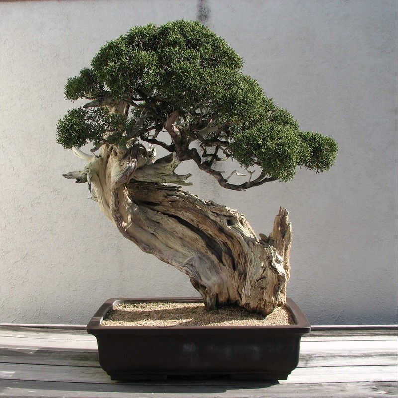 Bonsai Tree | Rocky Mountain Juniper | Seed Grow Kit