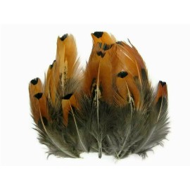Pretty-Plumes Orange Natural Ringneck Pheasant Feathers Body Shoulder Jewelry Crafts 3+" 20 Pc