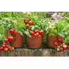 Garden Plant Seed Dwarf Red Tomato (Micro Tom)100+ Rare Pot