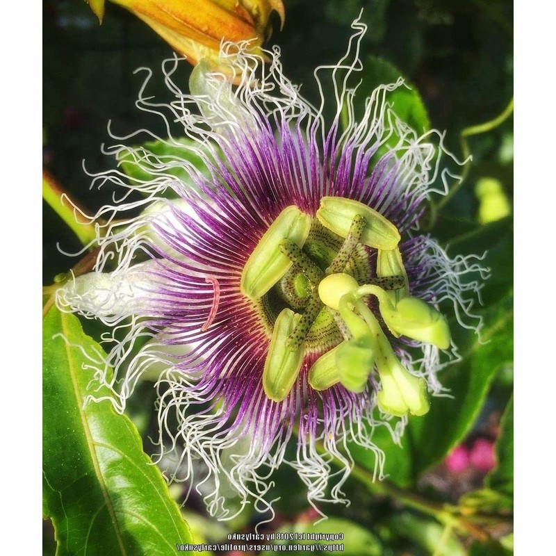 50pcs Passion Flower Dwarf Jewel Mix Flower to Planting