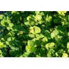 Unbranded Variegated Four Leaf Clover Aquatic Marginal Pond Plant -