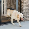PetSafe Dog Door for Screen Door Size Large for Dogs