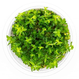 SubstrateSource Rotala Mexicana Tissue Culture Aquatic Live Aquarium Plant - 100% Snail Free in Vitro Cup (Mexican Rotala)