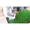 Seeds4planting - Seeds Cat Grass Complex Vitamin Non GMO Heirloom