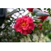 Chosa Tsubaki Japanese Camellia Oil 100 ml