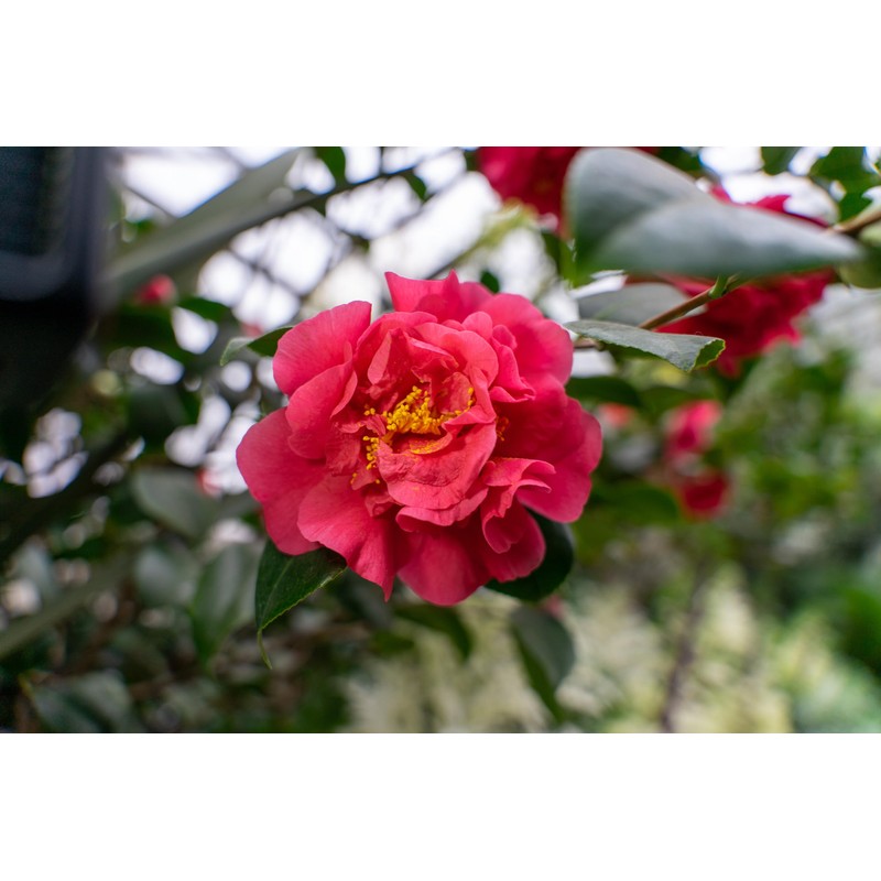 Chosa Tsubaki Japanese Camellia Oil 100 ml