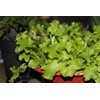 RAISE ME UP: Seeds Indoor Lettuce Green Leaf Balcony Non