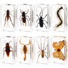 Large Size 8 Pcs Insect in Resin Specimen Bugs Taxidermy