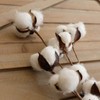 idyllic Cotton Stems Decor Branches, Cotton Flowers Plants for Decorations,