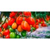 Floraline floraline® | 30x Tomaten - Düngestäbchen | pro Stäbchen: