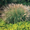 Miscanthus Adagio Grass | 1 Extra Large 3 Gallon Plants