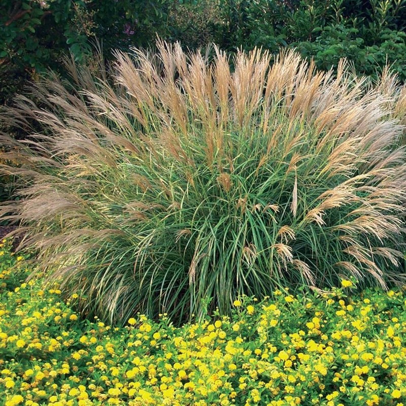 Miscanthus Adagio Grass | 1 Extra Large 3 Gallon Plants