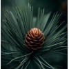 MySeeds.Co Pinus echinata (Shortleaf Pine) Tree Seeds, Graceful Display, Distinctive