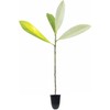 Sweet Bay Magnolia Tree | 10 Live Plants | Magnolia