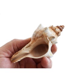 Florida Shells and Gifts Inc. Set of 2 Genuine Striped Fox Conch Seashells (4" / 102 mm) Display Beach Wedding Decor