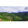 Alto Grande Coffee Super Premium Ground Coffee From Puerto Rico,