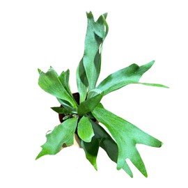 PLANTVERS Live Fern in 4” Pot – Indoor Air Purifying Houseplant – Plant for Office, or Home Décor – Low Maintenance Greenery (Staghorn Fern 4" Grow Pot)
