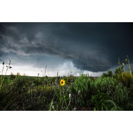 Storm Photography Print (Not Framed) Picture of Thunderstorm Passing Behind Wild Sunflower on Spring Day in Texas Flower Wall Art Nature Decor (24" x 36")