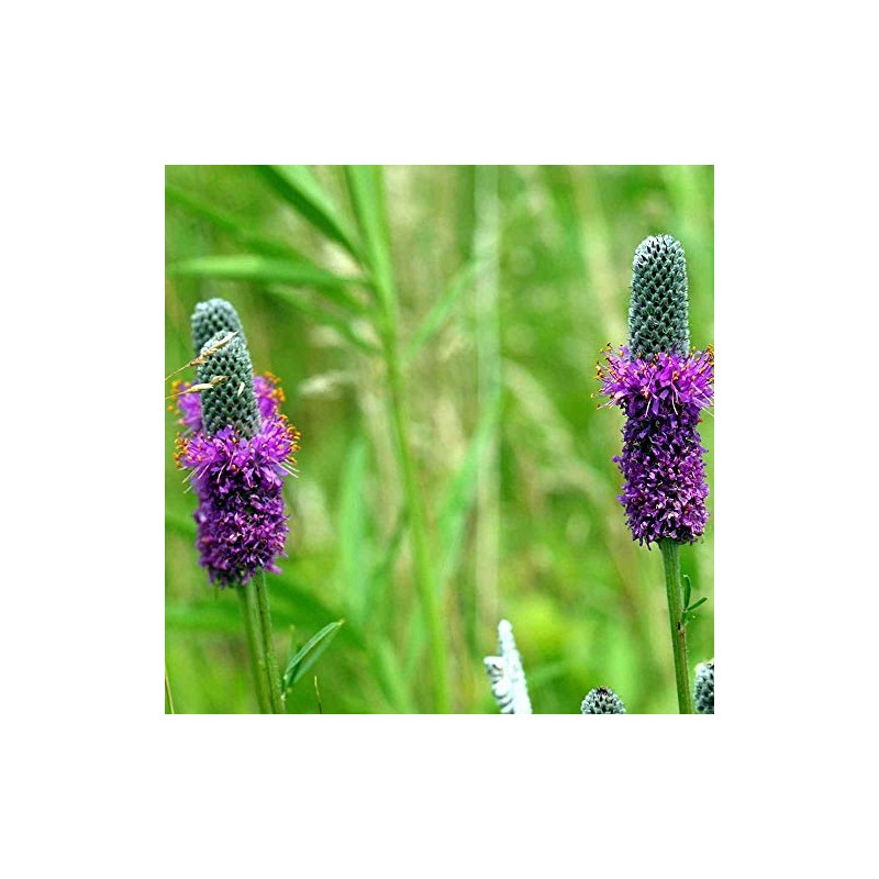 4,000 Purple Prairie Clover Seeds 8 Grams USA Harvested Native