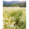 Herb Pharm Certified Organic Chamomile Liquid Extract for Calming Nervous