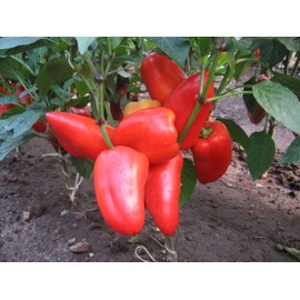 Seeds4planting - Seeds Bell Pepper Sweet Red Giant