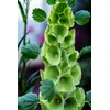 RAISE ME UP: Seeds Bells of Ireland Moluccella Shellflower Annual
