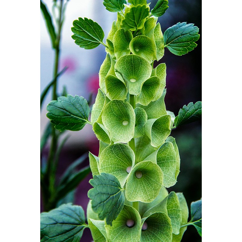 RAISE ME UP: Seeds Bells of Ireland Moluccella Shellflower Annual