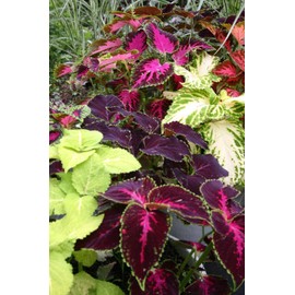 Little Seed Store 351+COLEUS Rainbow Mix Seeds Shade Garden Container Houseplant Groundcover Easy