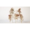Noch 23100 - Alberi Naturali