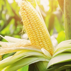 Sweet Corn Seeds Fast-Growing Annual GMO Free Home Garden Outdoor Plant 500Pcs Vegetable Seeds by YEGAOL Garden