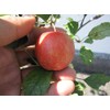 Fruit Tree Apple Seedling, Alps Maiden Apples