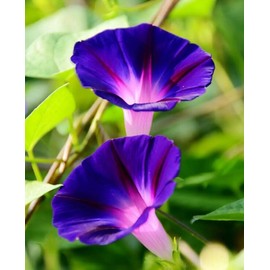 100+ Mixed Morning Glory Seeds Colorful Climbing Vine for Trellises, Arbors Indoor & Outdoor Gardens Heirloom, Non-GMO