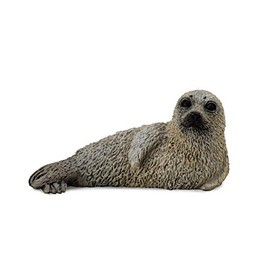 collcta Spotted Seal