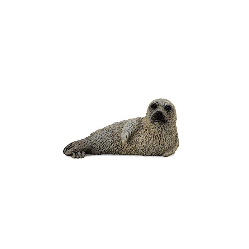 collcta Spotted Seal