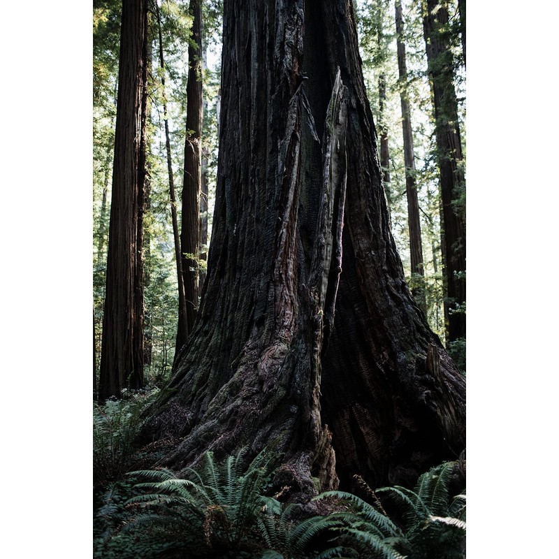 Coast Redwood | Medium Tree Seedling | The Jonsteen Company