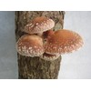 CEMEHA SEEDS - Shiitake Mushrooms Non GMO for Planting Mycelium