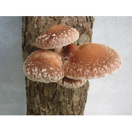 CEMEHA SEEDS - Shiitake Mushrooms Non GMO for Planting Mycelium Spawn Spores